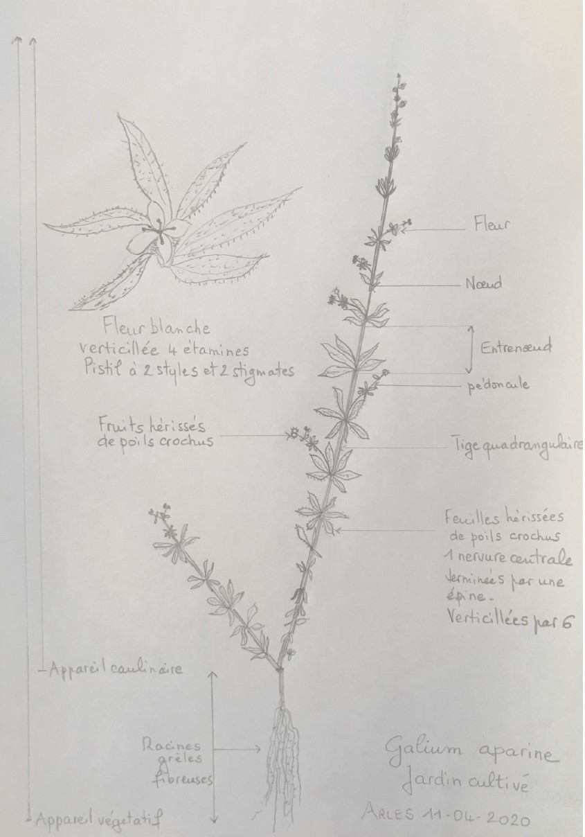Annexe Galium aparine dessin.jpg