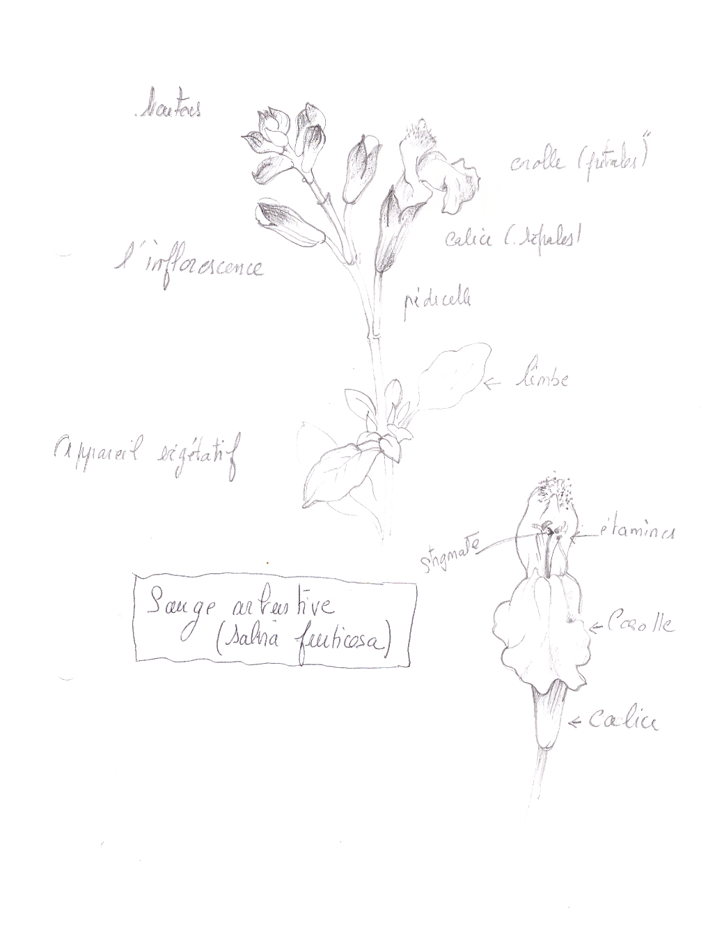 Annexe Sauge arbustive.jpg