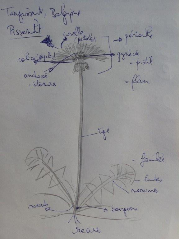 Annexe IMG_20200411_175520.jpg