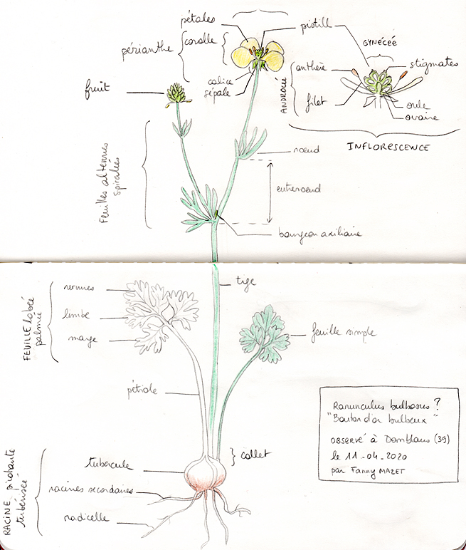 Annexe boutondorweb.jpg