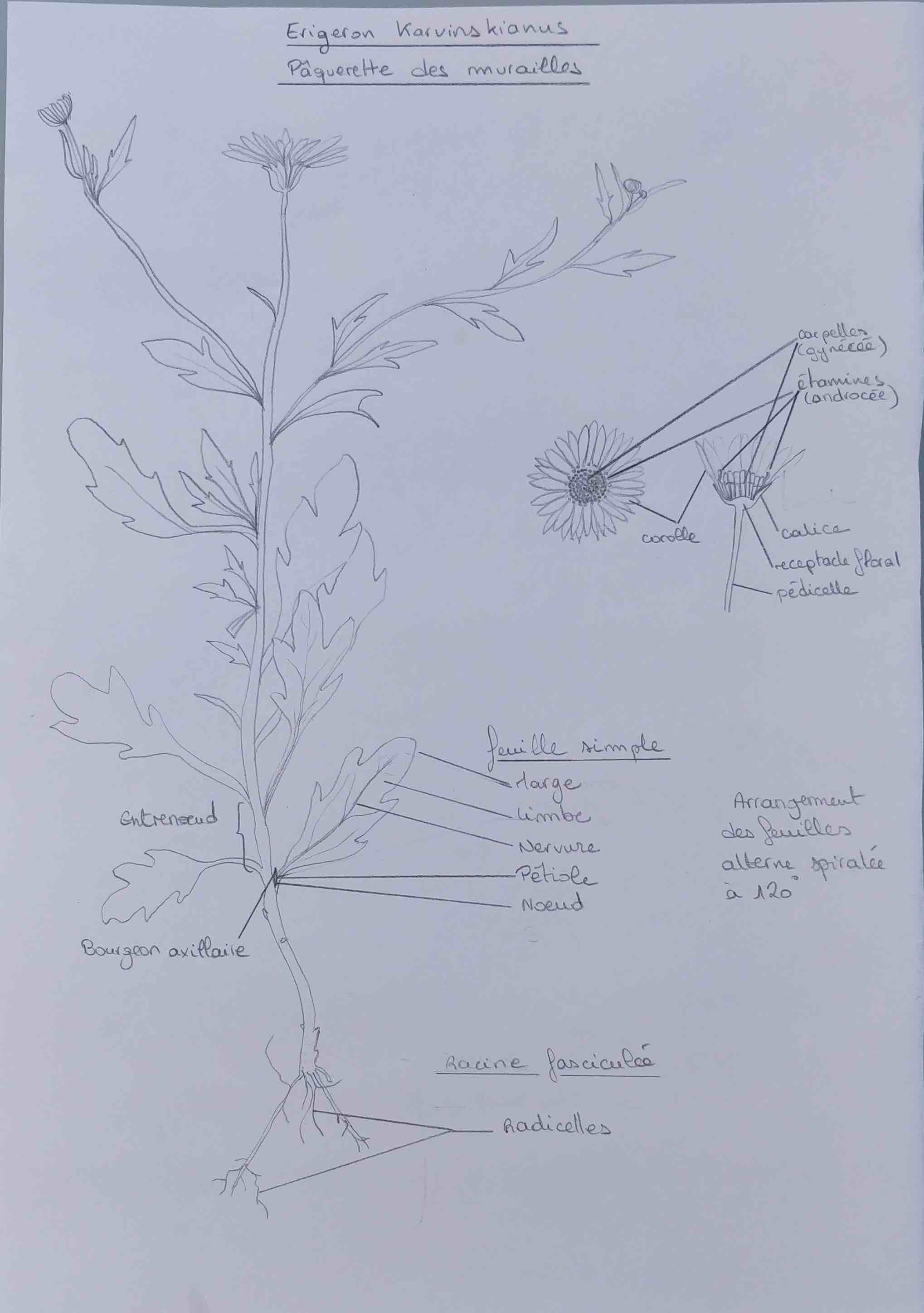 Annexe Dessin pâquerette des murailles.jpg