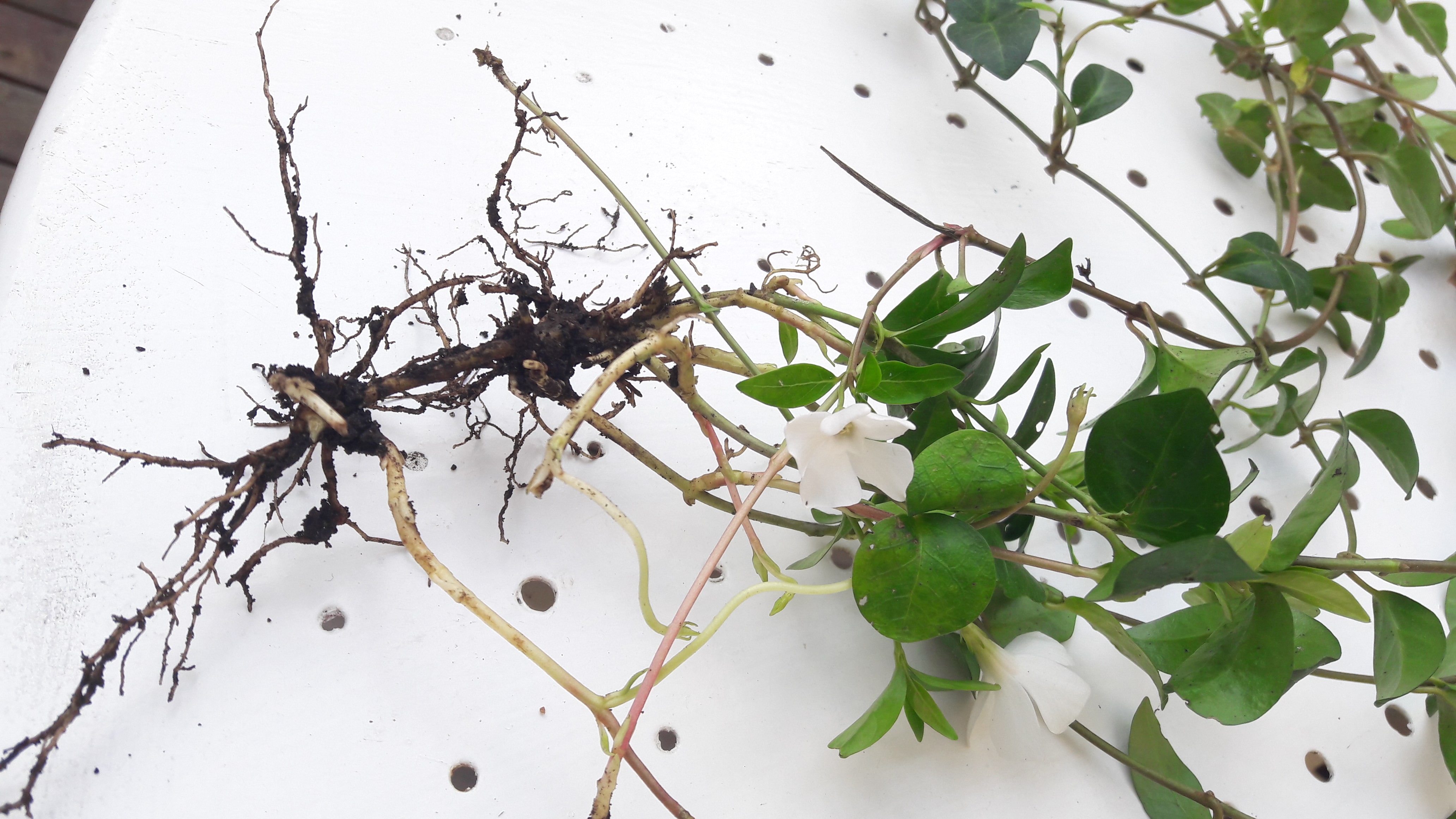 Annexe pervenche photo.jpg