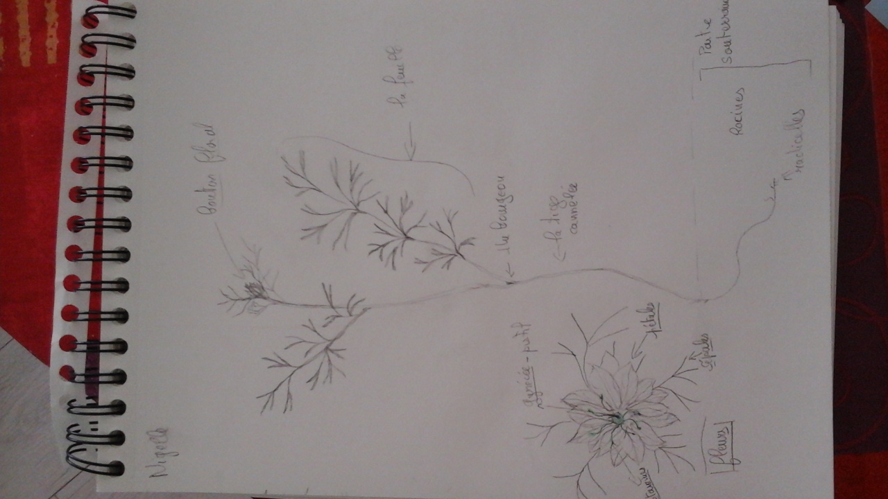 Annexe 2020-04-12 10.13.07.jpg