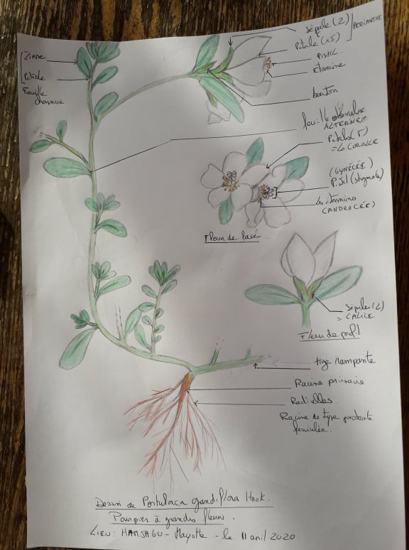 Annexe Dessin pourpier à grandes fleurs .jpg