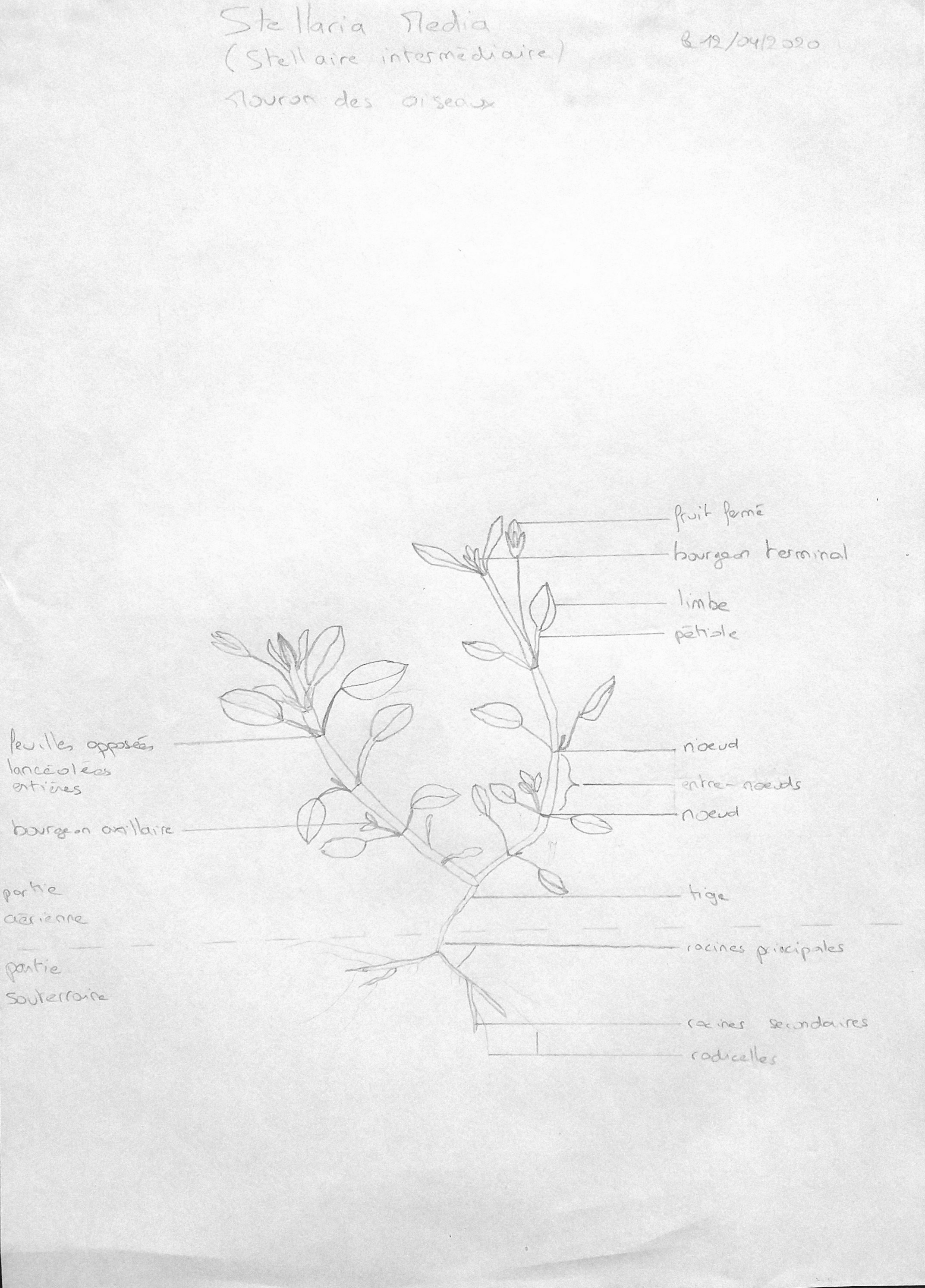 Annexe stellaire intermédiaire.jpg