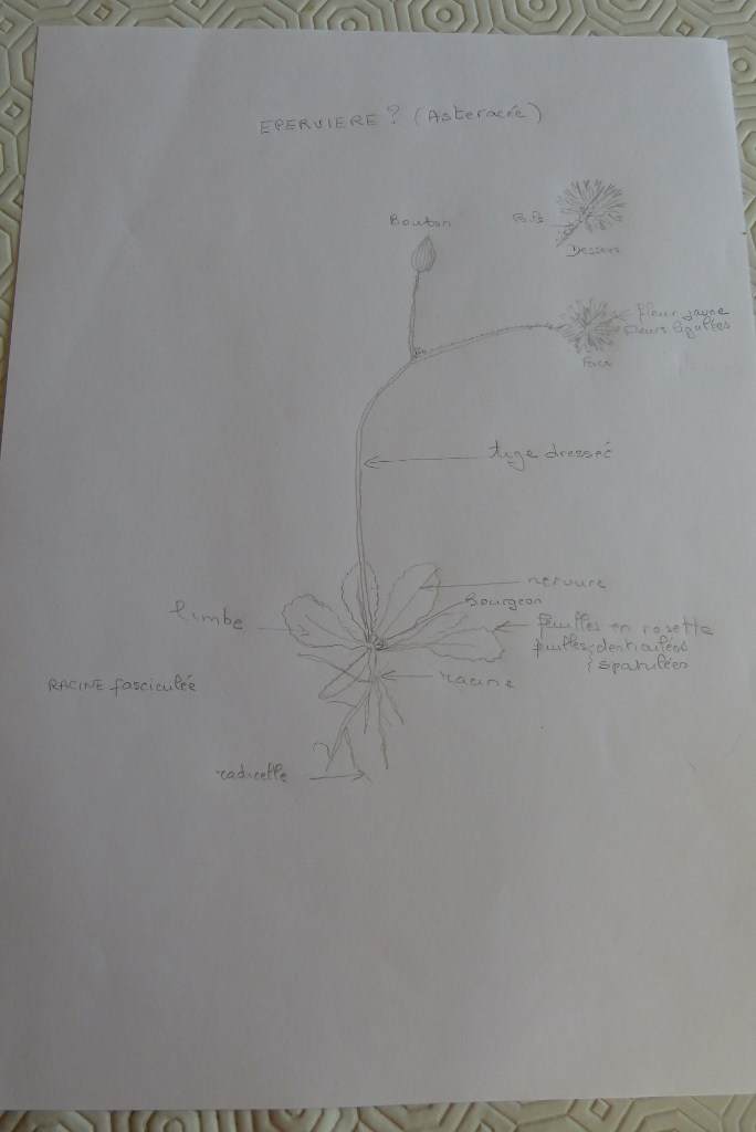 Annexe P1260894 (684x1024).jpg