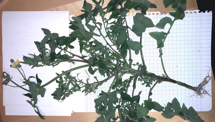 Annexe 20200412_172158.jpg