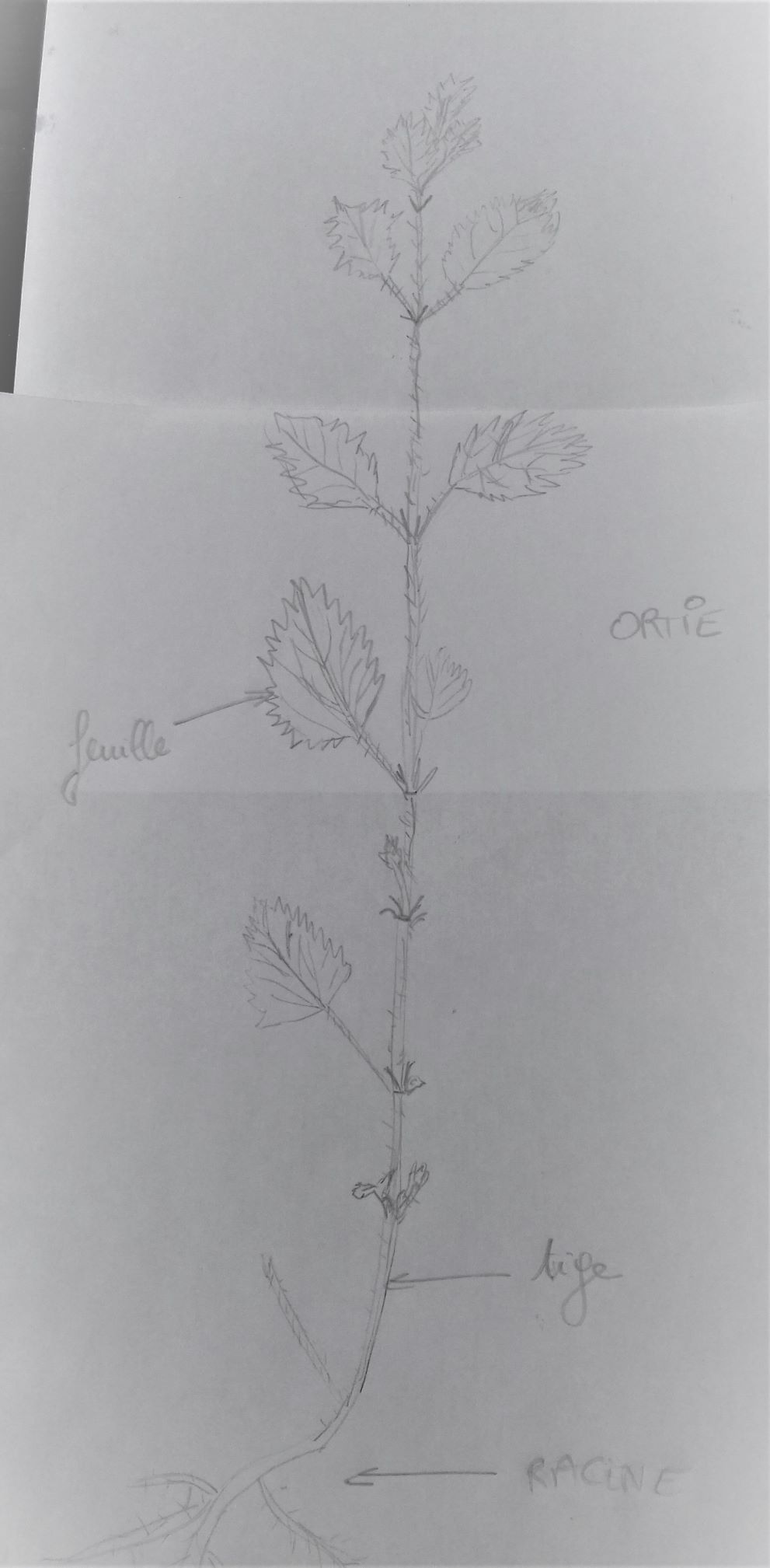 Annexe ortie (urtica).jpg