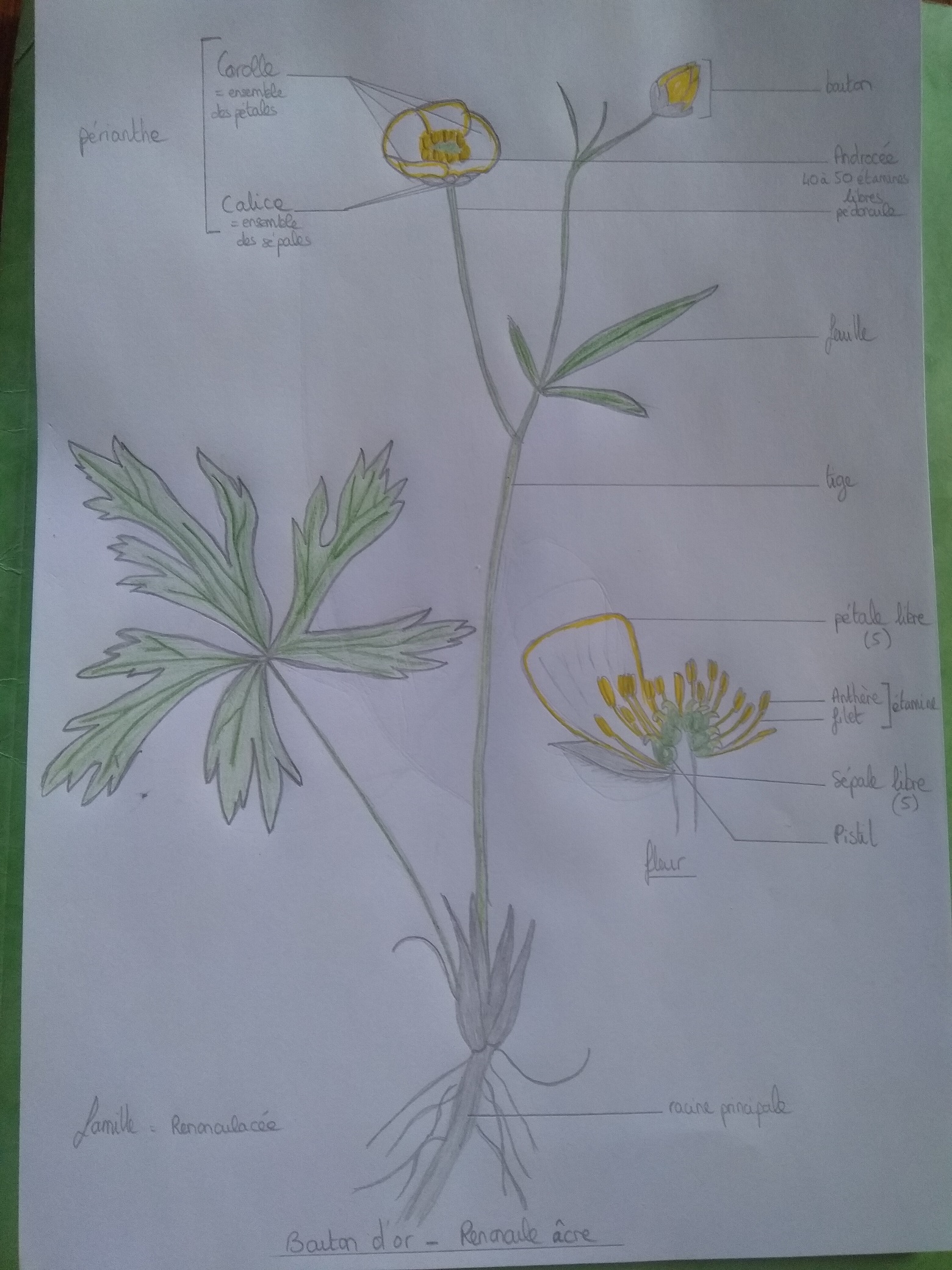 Annexe renoncule acre 1.jpg