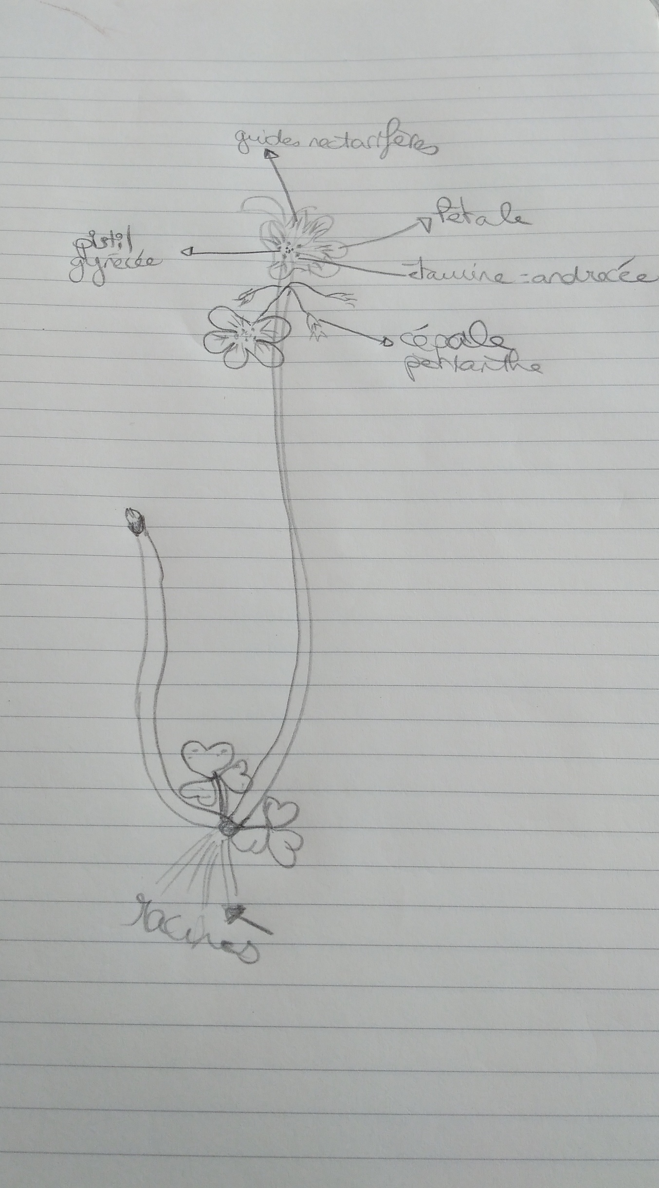 Annexe IMG_20200412_190717006.jpg