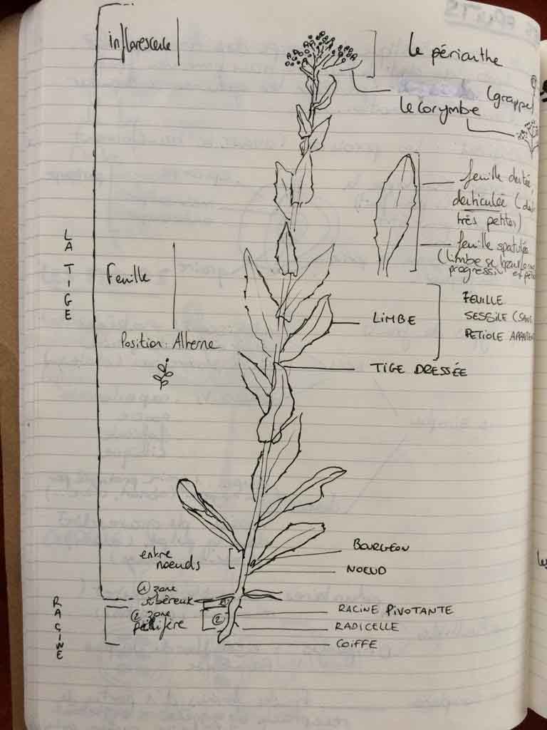 Annexe Lepidium Draba - Manon Louet.jpg
