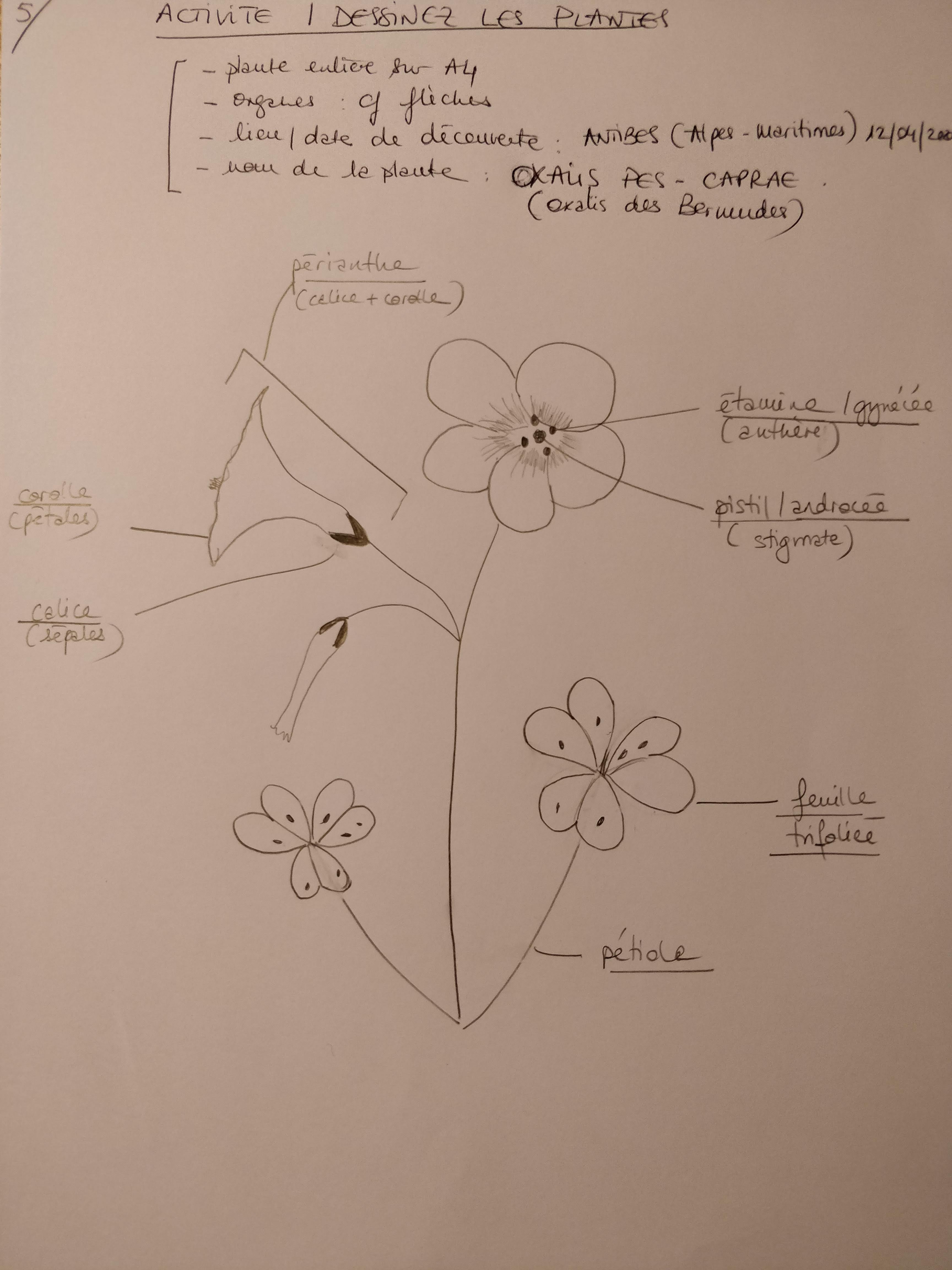 Annexe Dessin légende_Oxalis des Bermudes.jpg