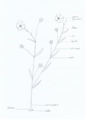 Annexe linum grandiflorum.png