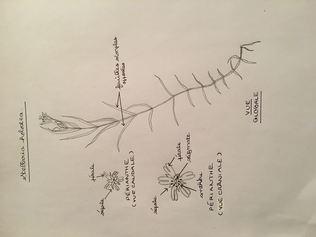 Annexe 60EE6FF5-426B-48B2-8EF7-5EAB7B0BD33D.jpeg