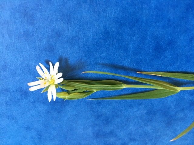 Annexe 6BFAC207-CE52-497C-AE3B-1DA9FEE52BAD.jpeg