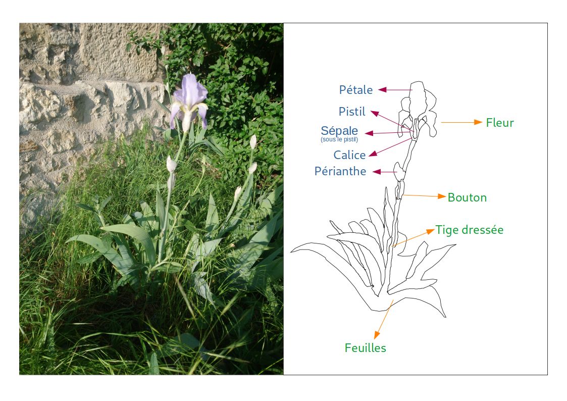 Annexe Dessin-iris-activité.jpg