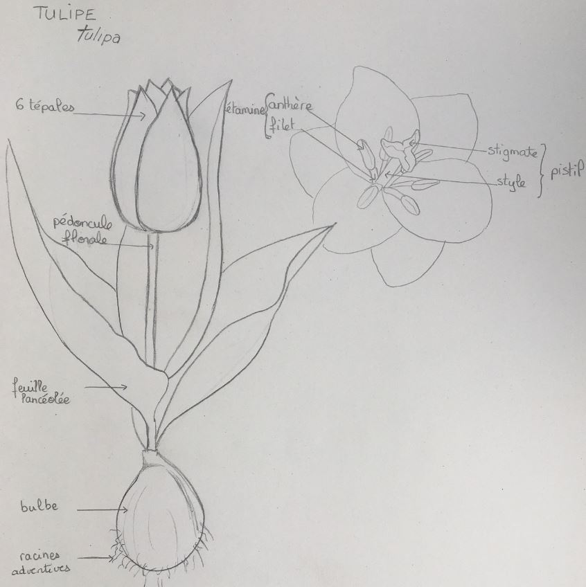 Annexe TulipeMooc.JPG