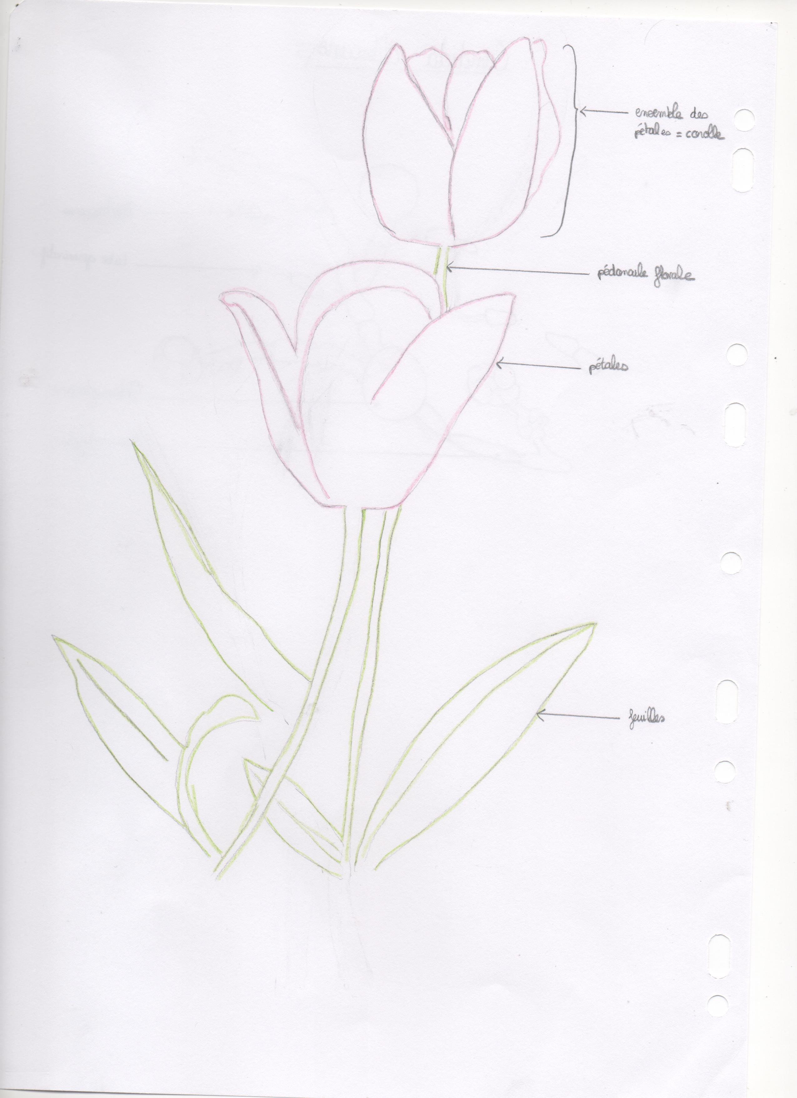 Annexe dessin fleurs.jpeg.jpeg