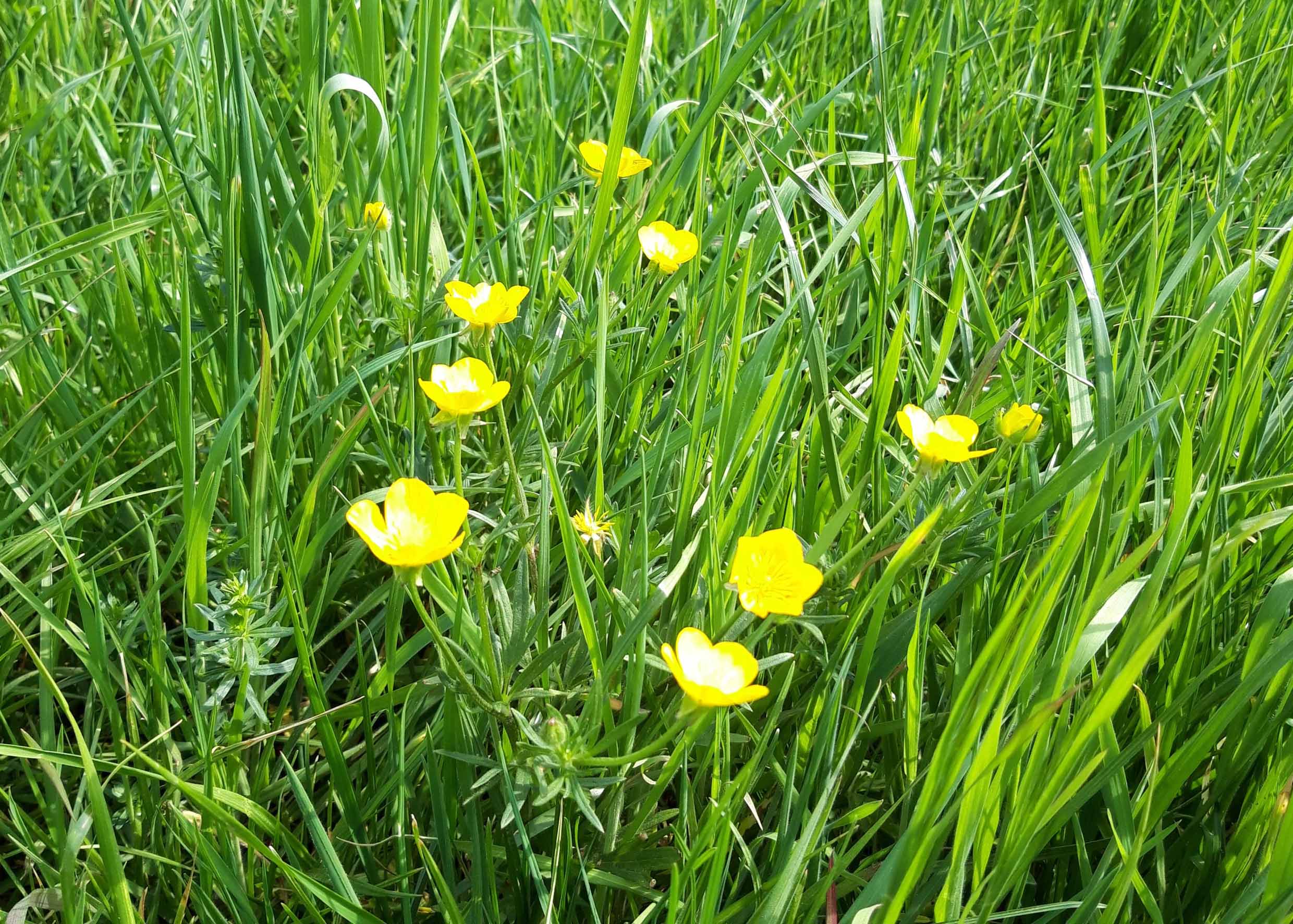 Annexe fleur rétoncule.jpg