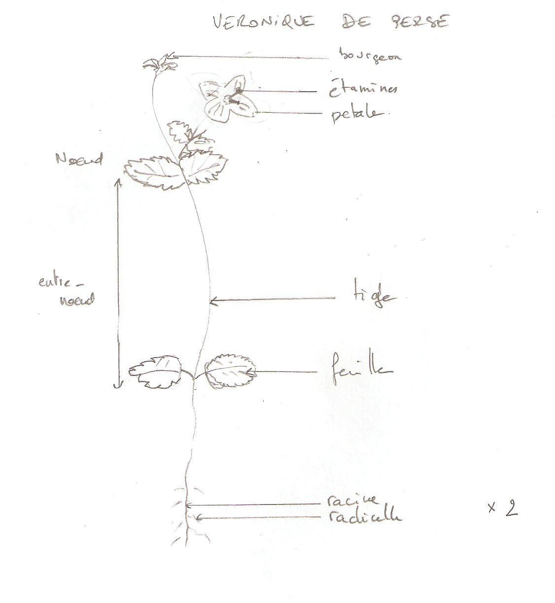 Annexe veronique.jpg