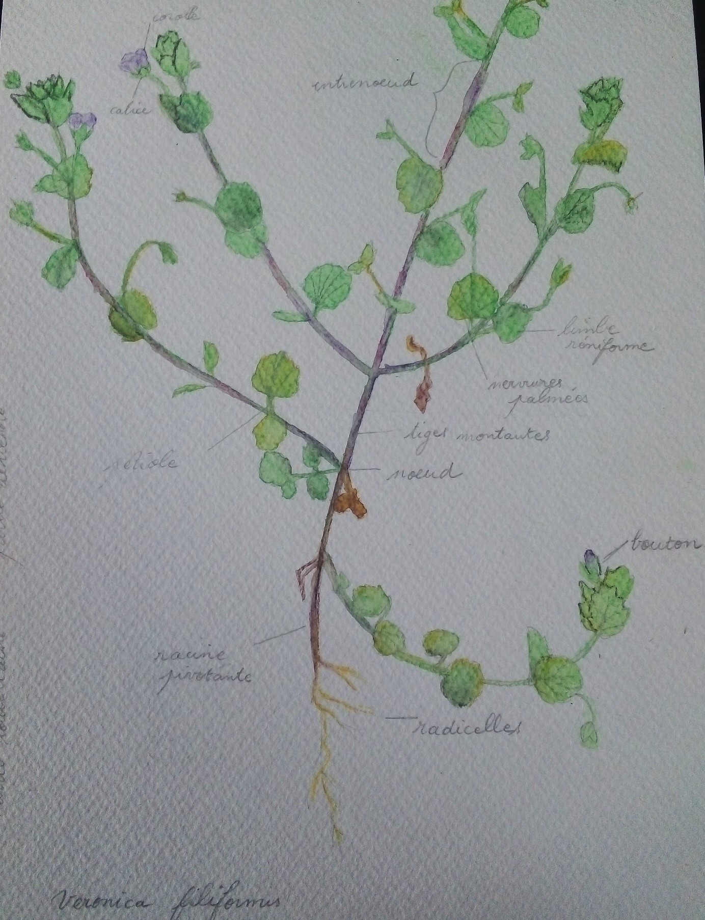 Annexe veronica filiformis.jpg