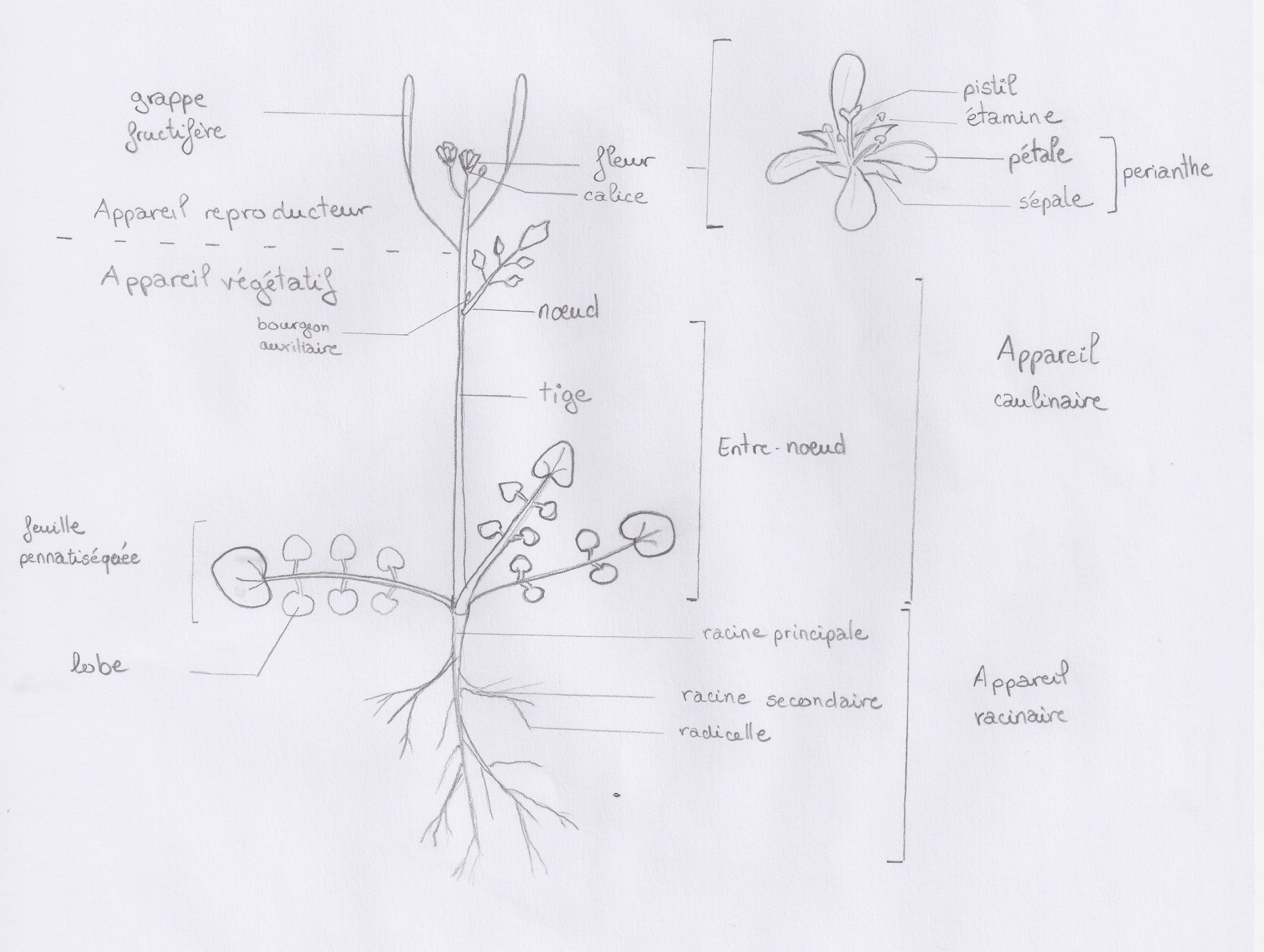 Annexe Cardamine Hirsute 1 - copie.jpg