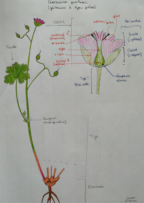 Annexe géranium photodessin1.png