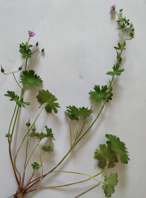 Annexe géranium photodessin2.png