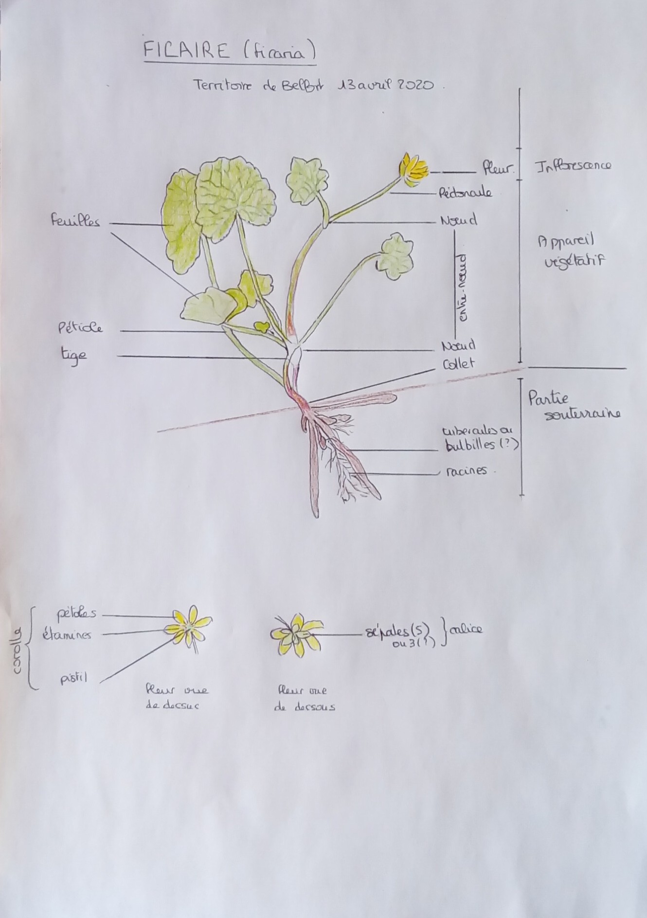 Annexe Ficaire fausse renoncule.jpg