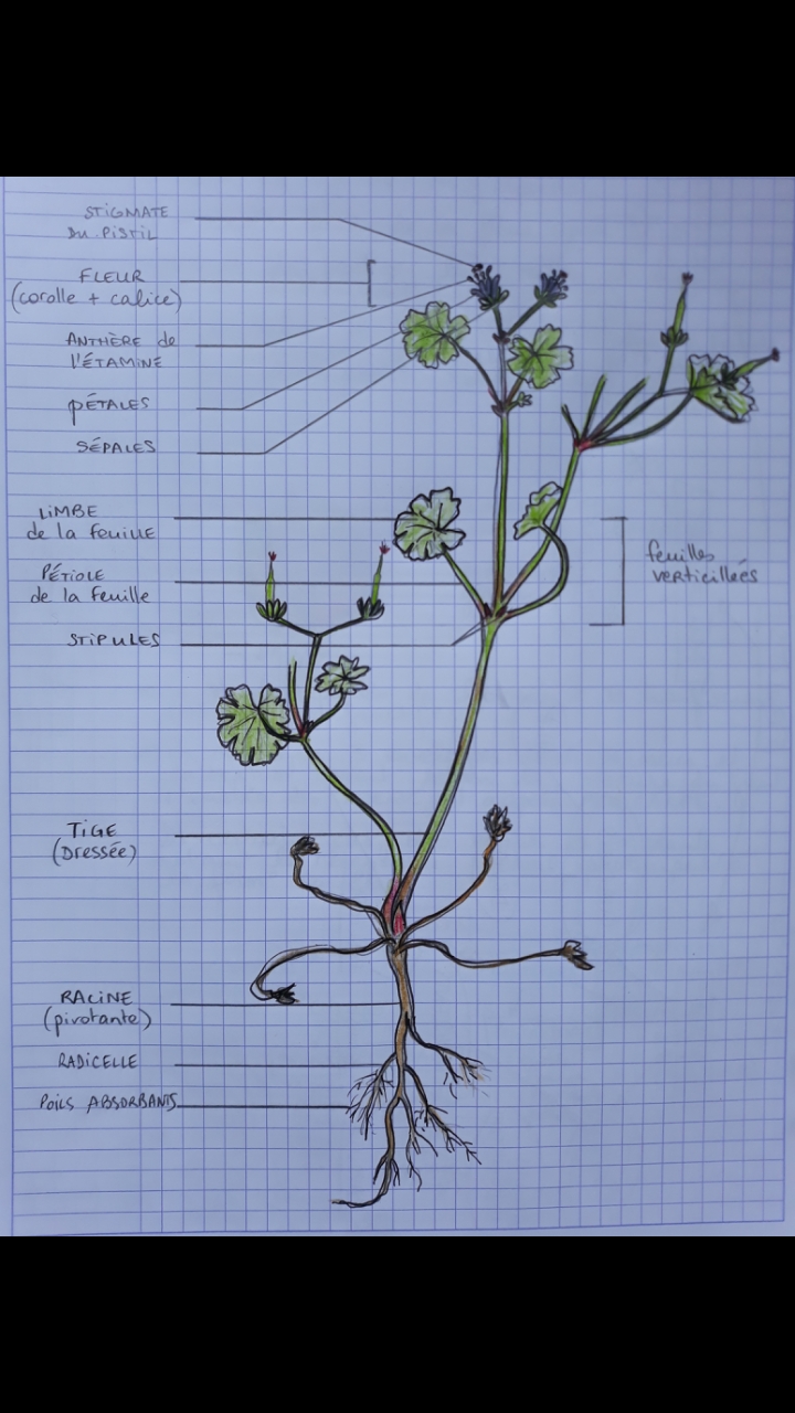 Annexe Screenshot_20200412-165729_Gallery[1].jpg