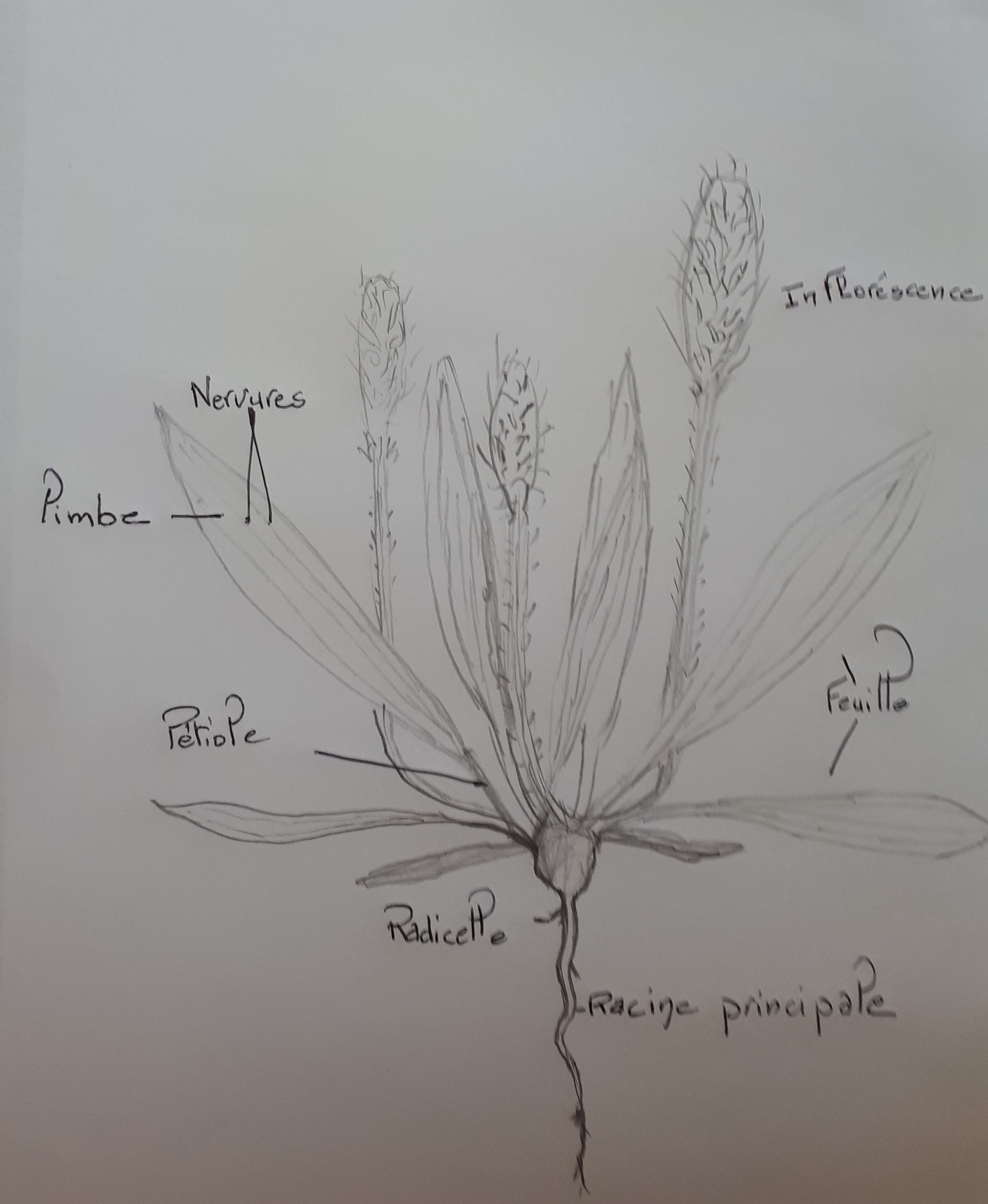 Annexe 20200413_155726.jpg