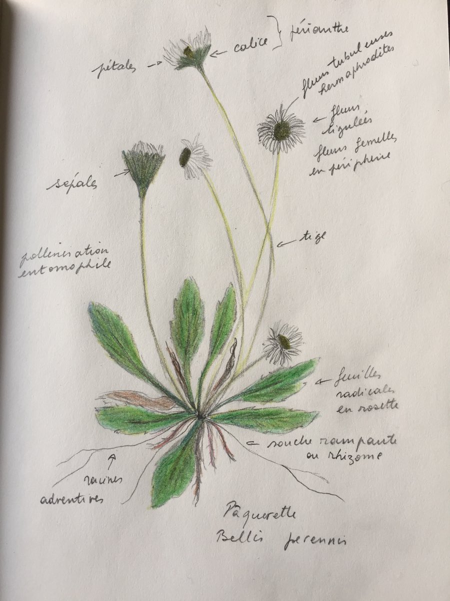 Annexe Pâquerette.jpg