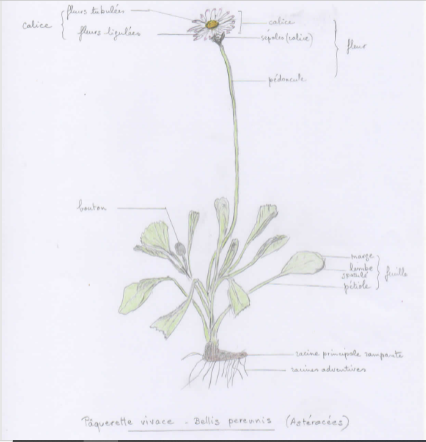 Annexe Pâquerette.PNG