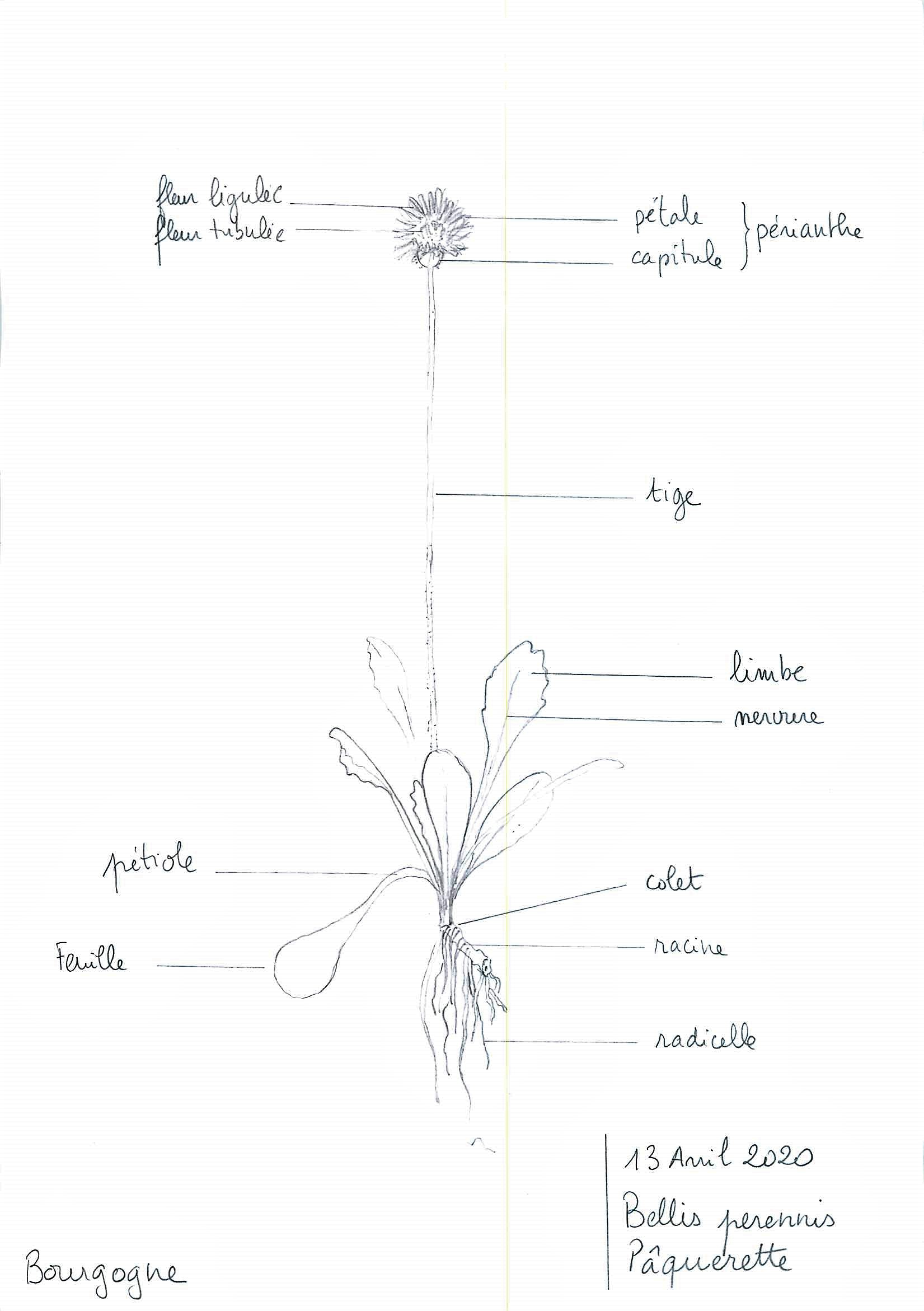 Annexe paquerette.jpg