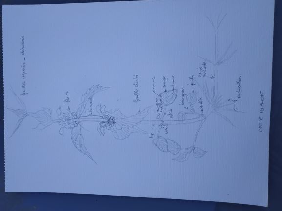 Annexe ortie blanche.jpg