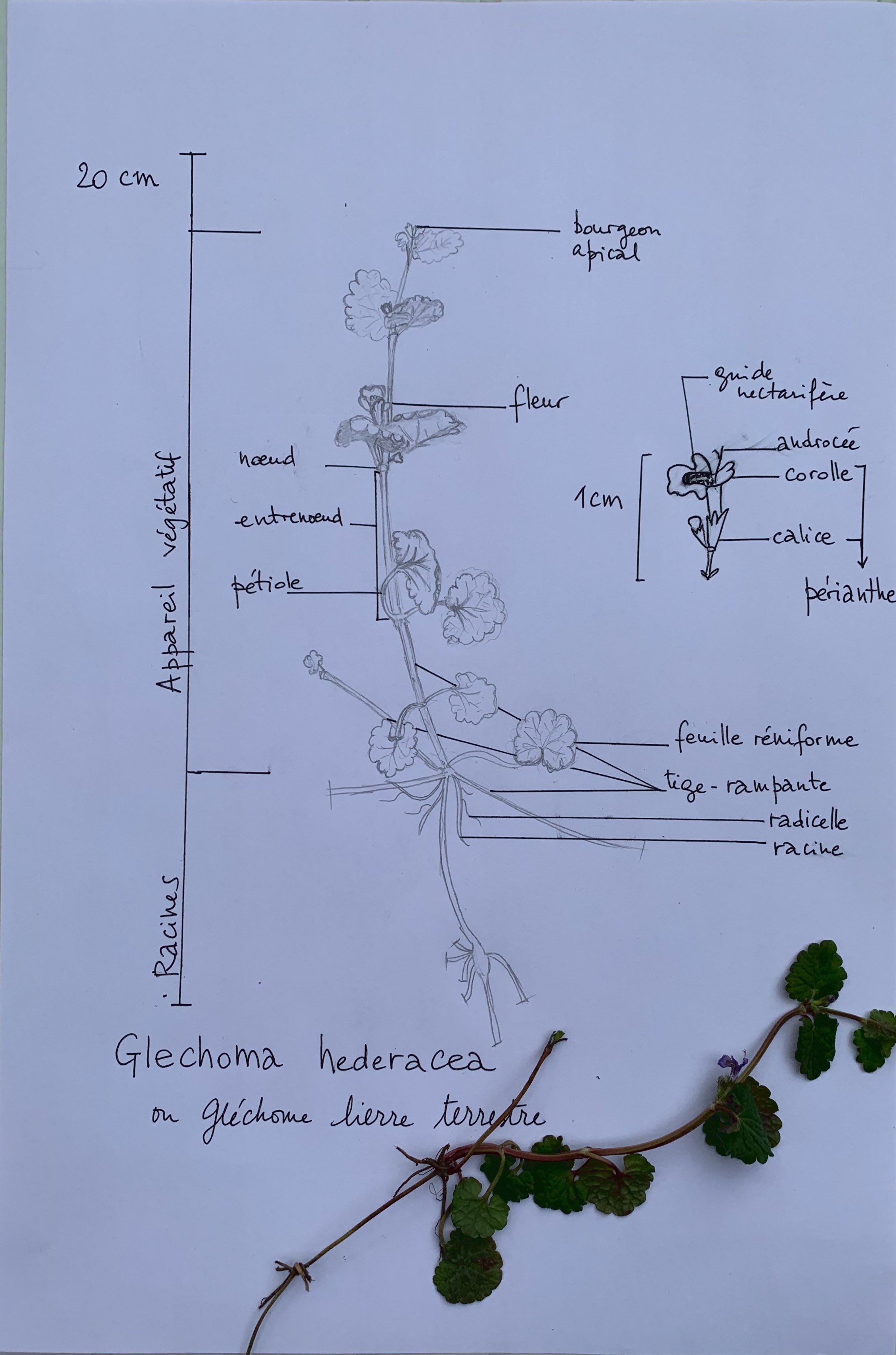 Annexe Glechoma nb.jpeg
