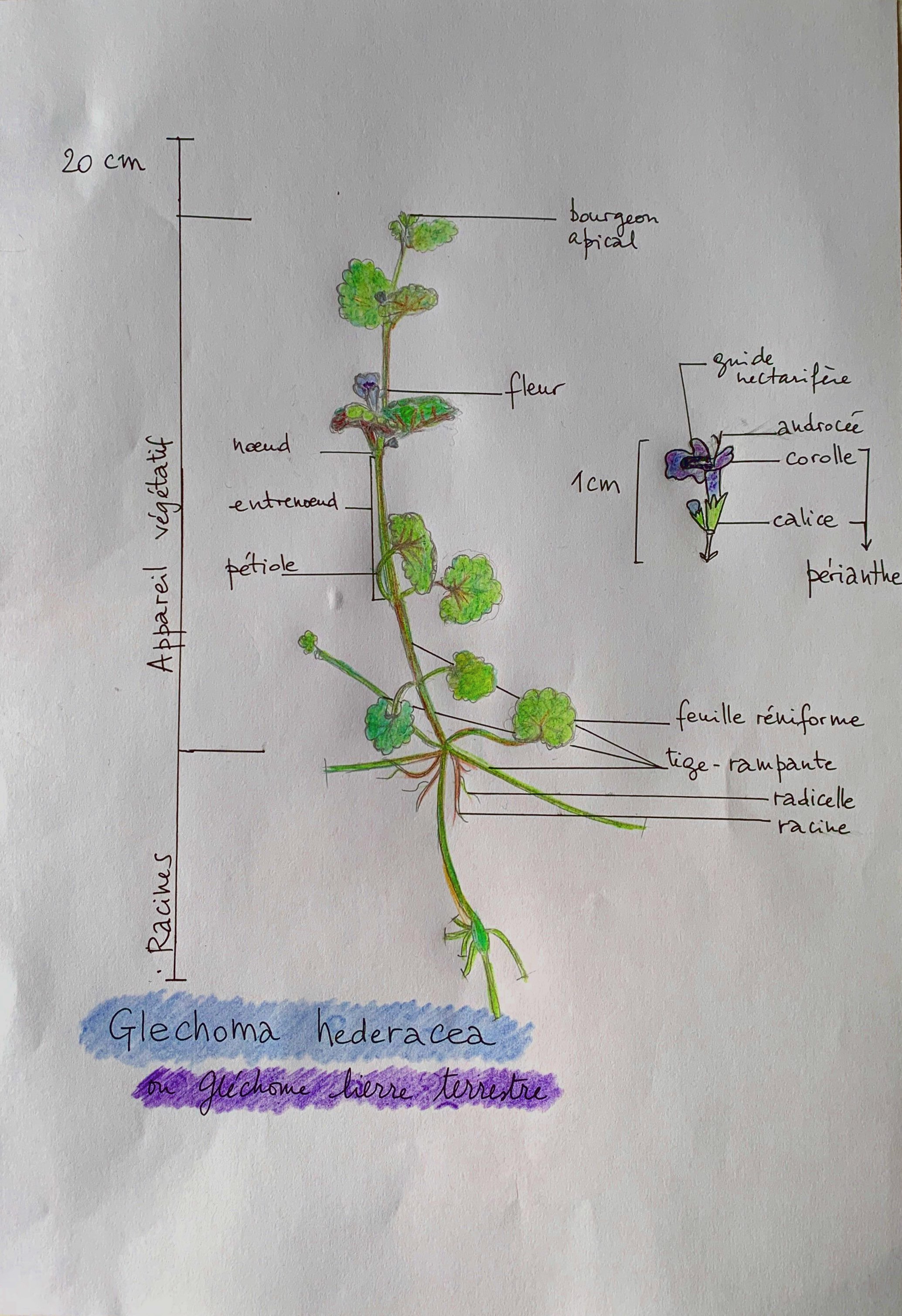 Annexe glechoma couleur.jpeg