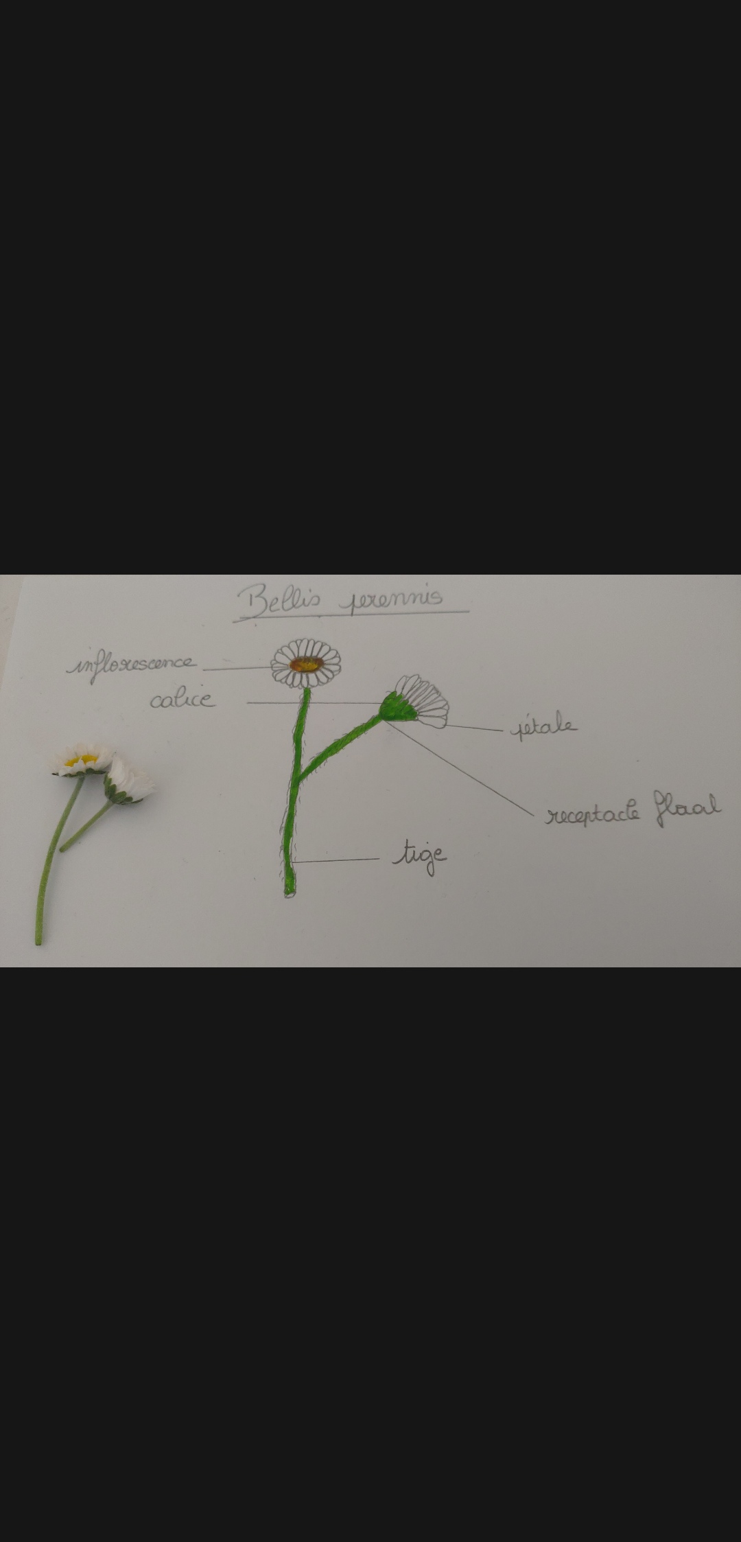 Annexe Screenshot_20200413-190524617.jpg