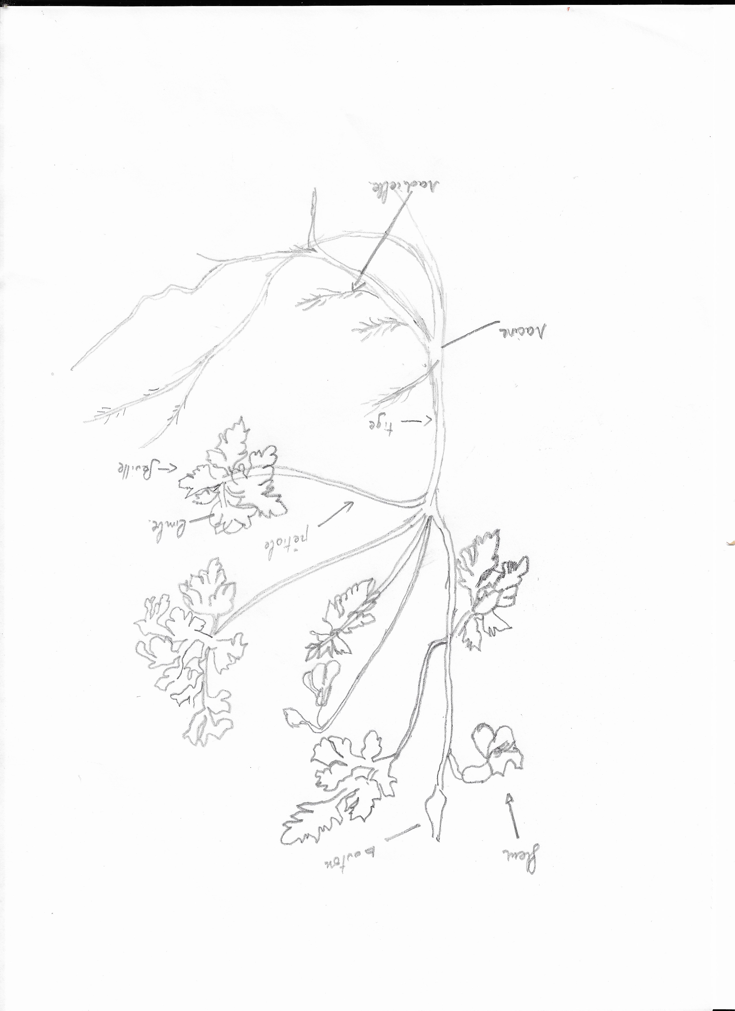 Annexe dessin dune plante sauvage du jardin 1.jpeg