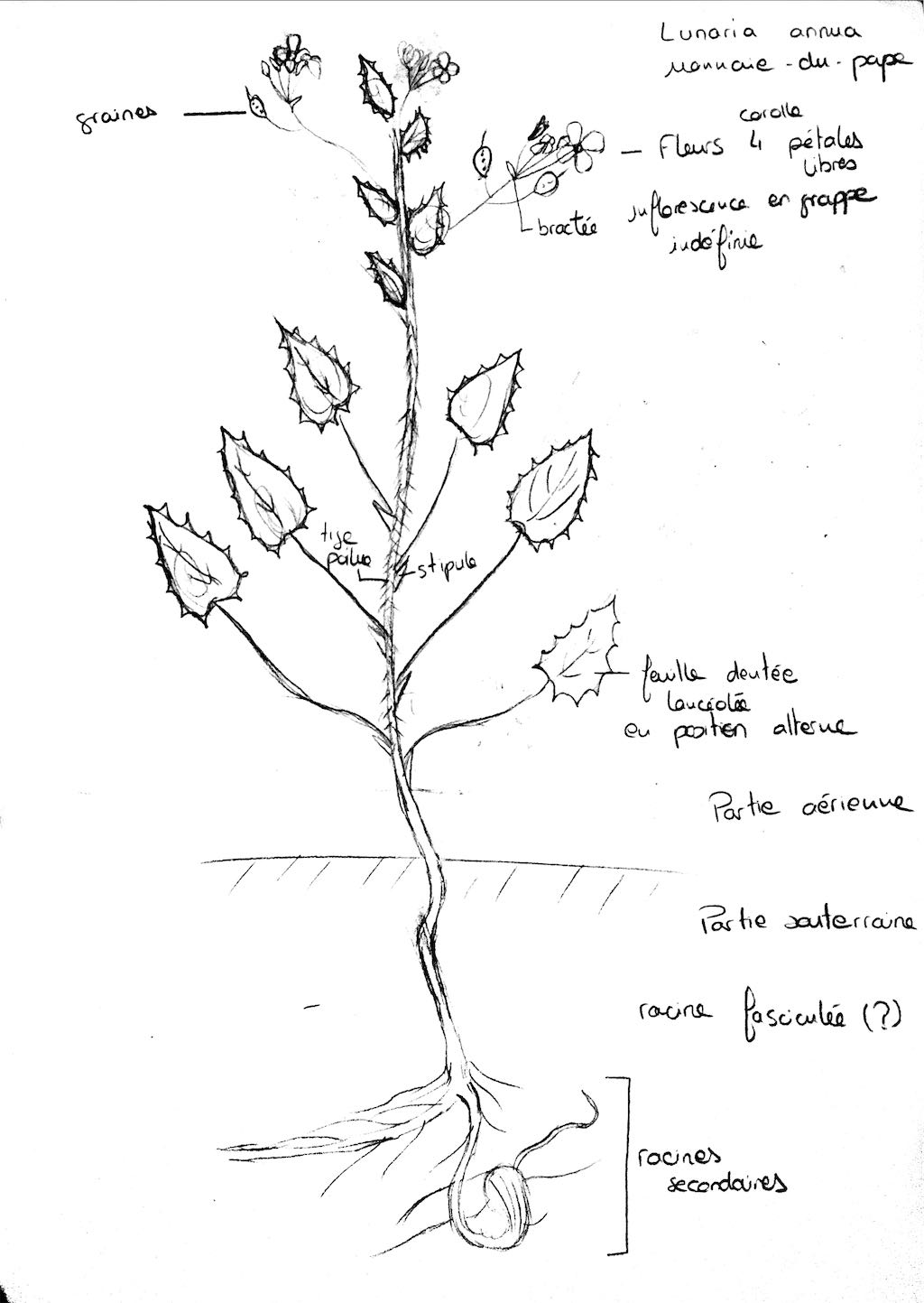 Annexe Monnaie du pape.jpg