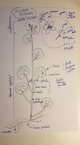 Annexe 2-8 Activité 2 Alliaire Officinale.jpg
