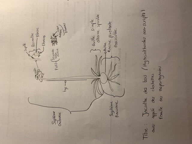 Annexe 89B34549-E978-4168-BB88-F178BA0A7FB7.jpeg