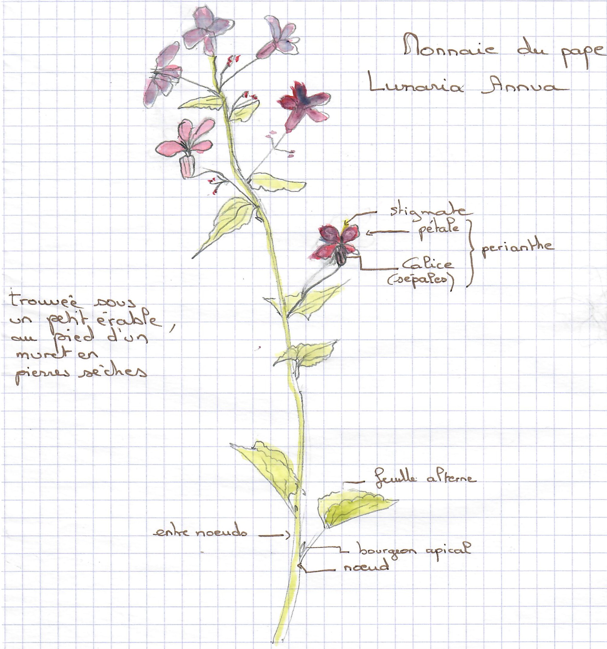 Annexe lunaria annua.jpg