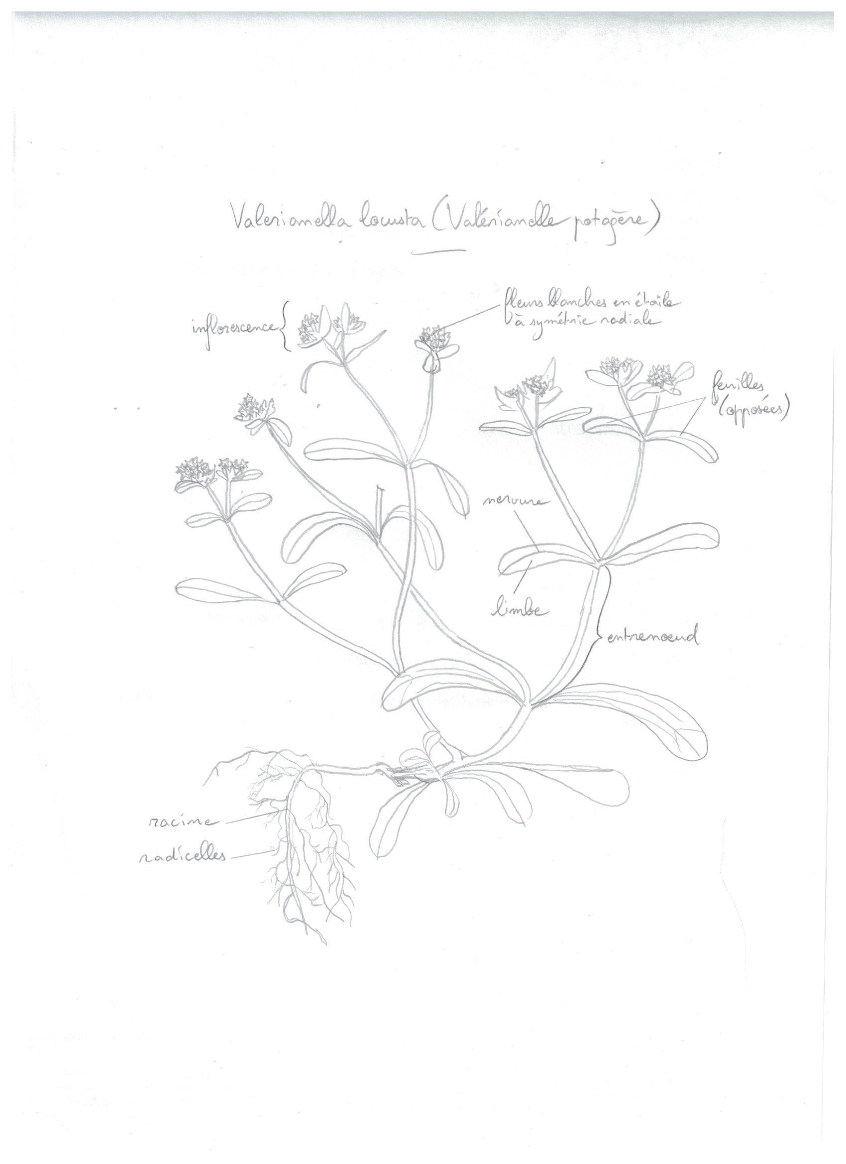 Annexe dessinvalérianelle.jpeg