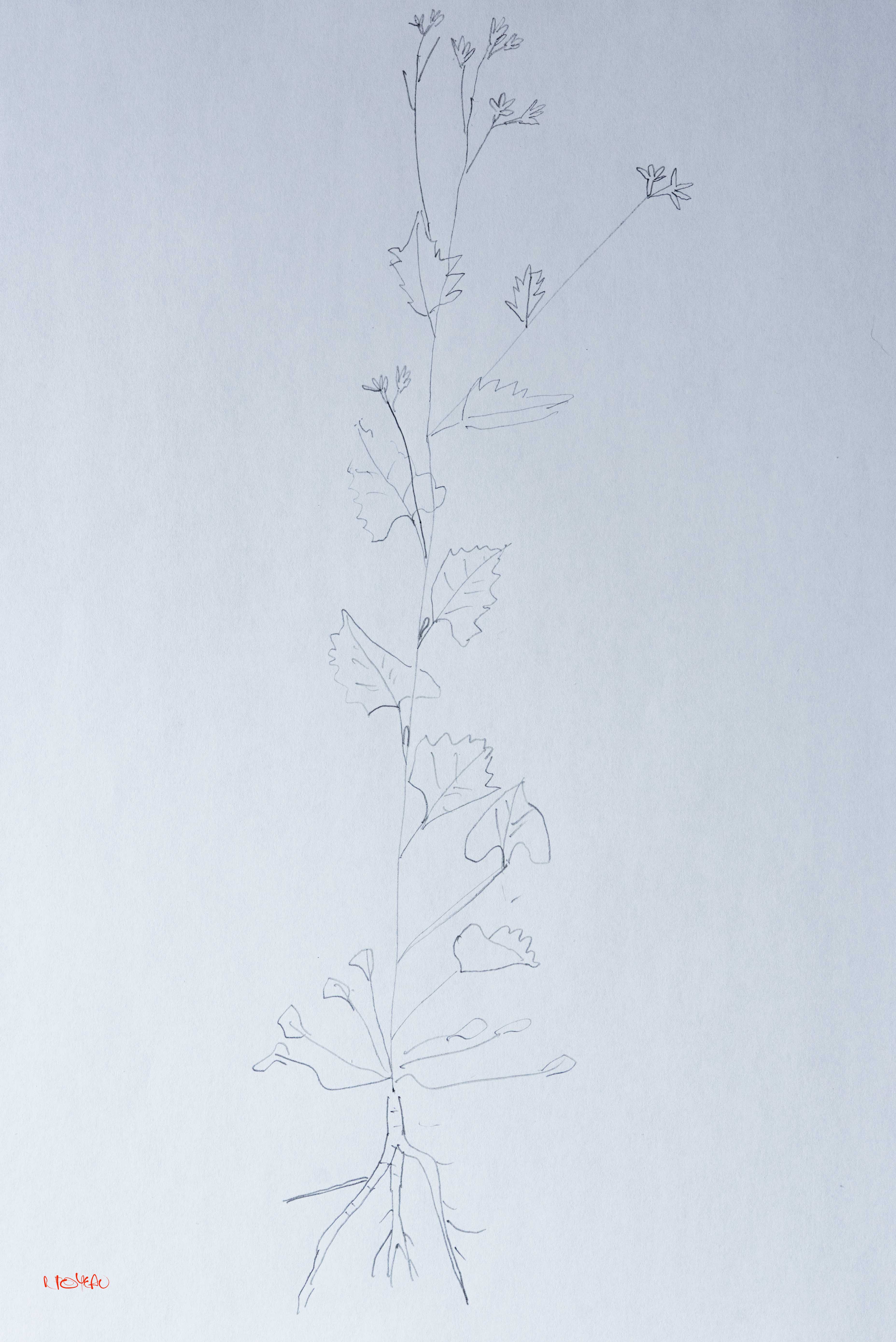 Annexe MOOC DSC_850314 avril 2020.jpg