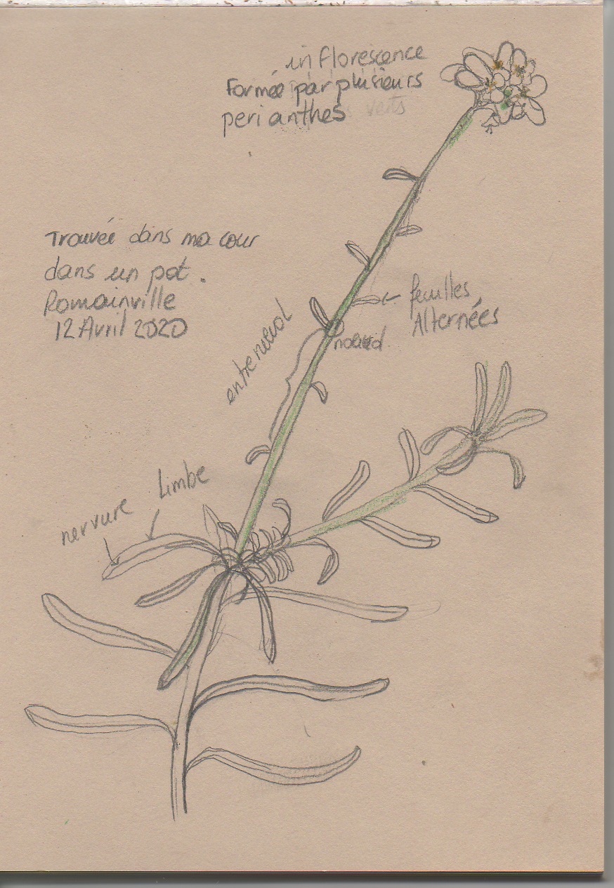 Annexe dessin fleur1.jpeg