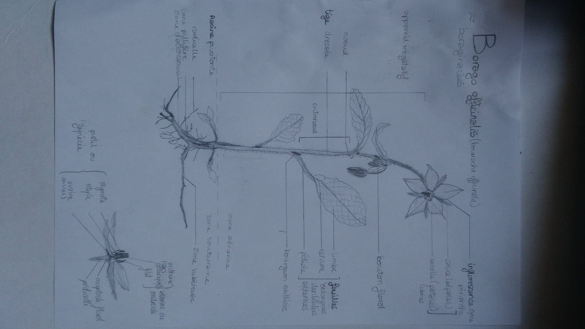 Annexe 93381299_933284243793532_1910999493097029632_n.jpg