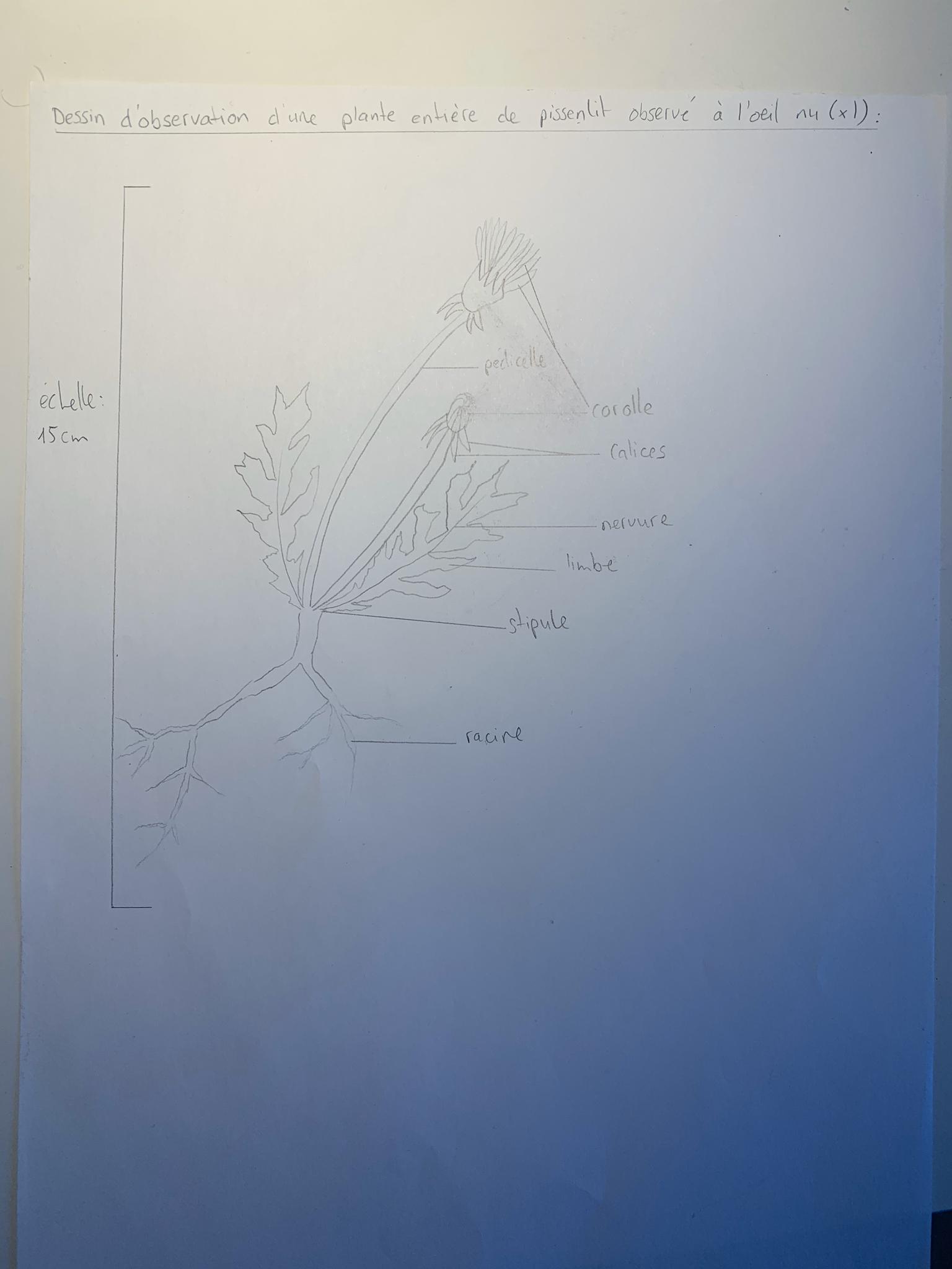 Annexe WhatsApp Image 2020-04-14 at 14.13.21.jpeg