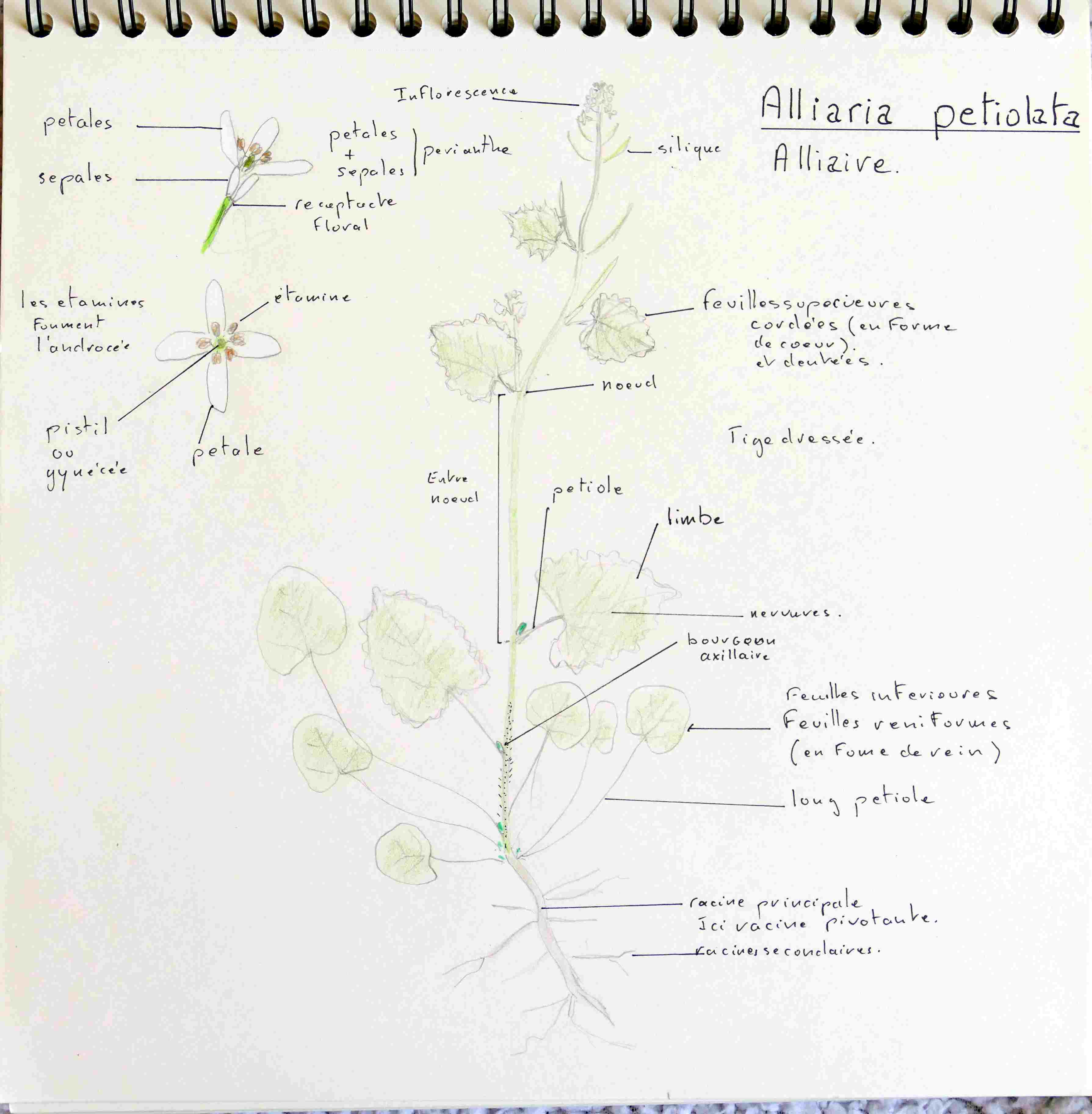 Annexe P1090479MOOC.JPG