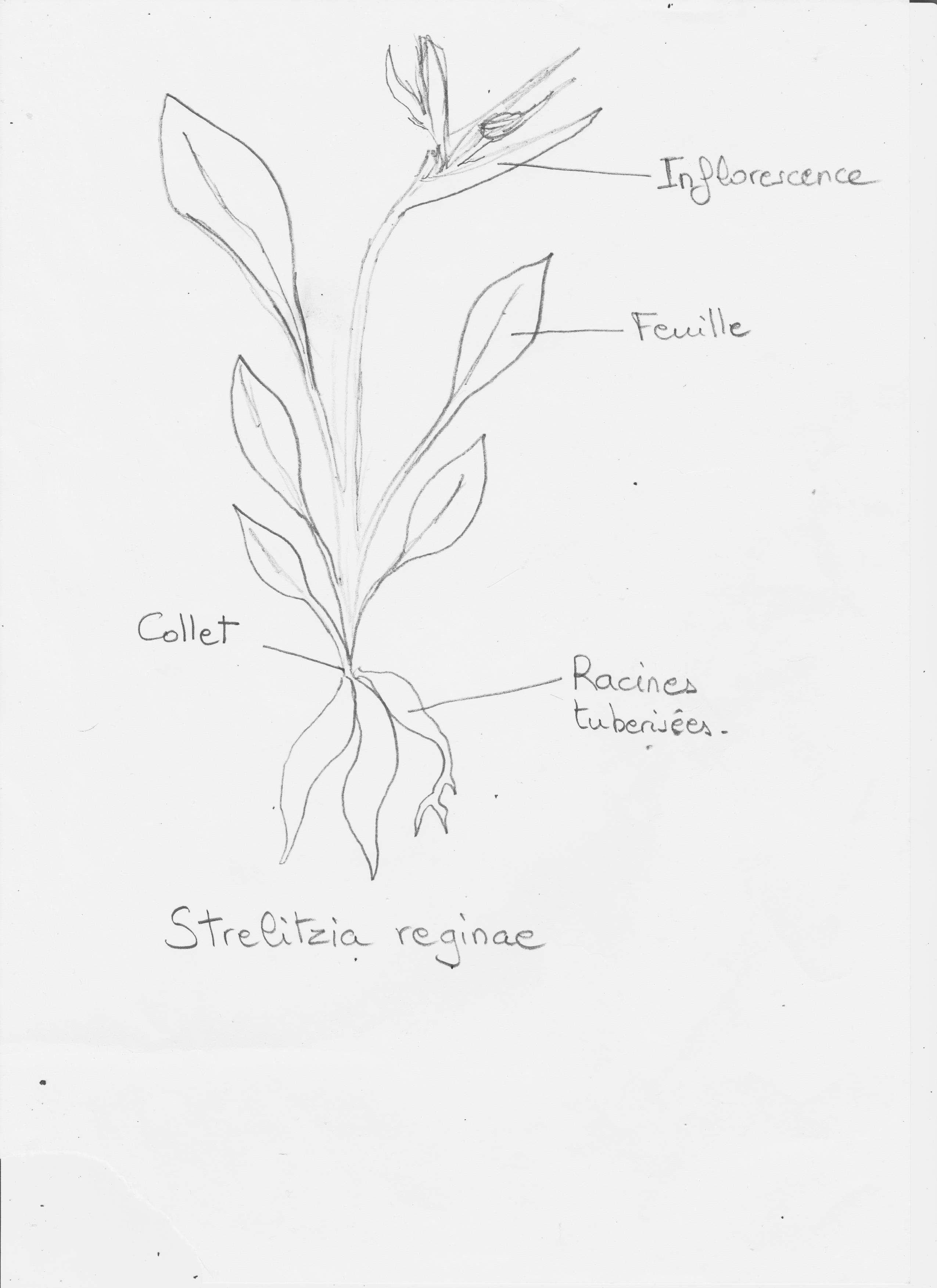 Annexe Strelitzia.jpg